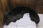 Mercedes S CLASS WING LINER SPLASH GUARD Rear Left PART NUMBER A2226908100